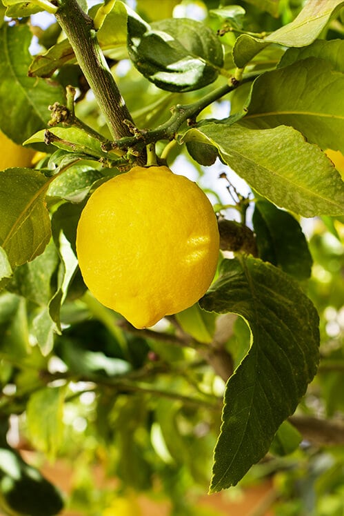 helado de limon